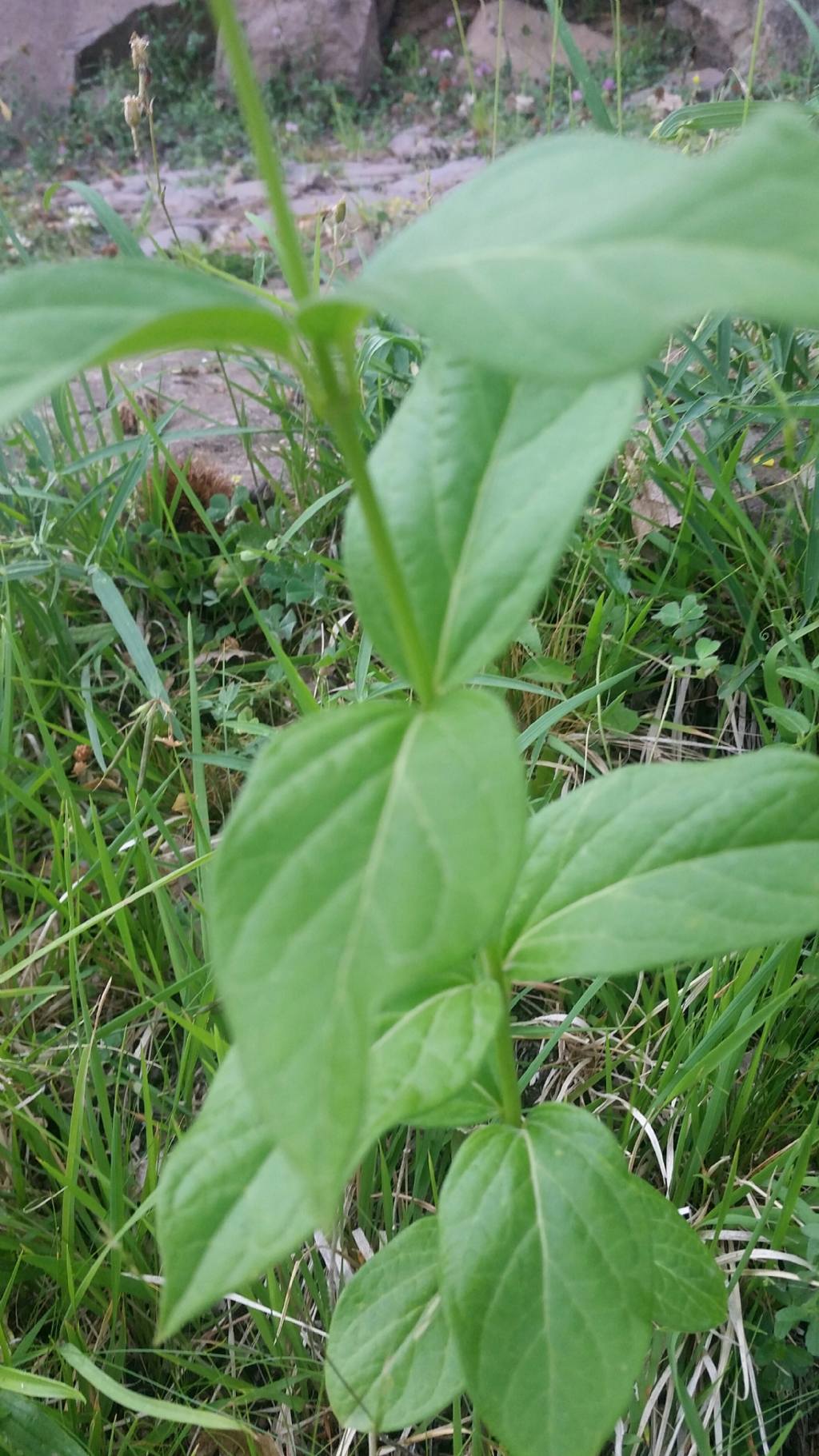 Vincetoxicum hirundinaria (Gentianales - Apocynaceae)